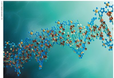 Phosphodiester bond in nucleic acids