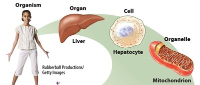 Hierarchy from organism to organelle