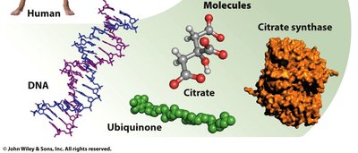 Hierarchy from DNA to molecules
