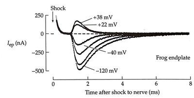 Voltage-clamp recording of LGIC currents at different membrane potentials