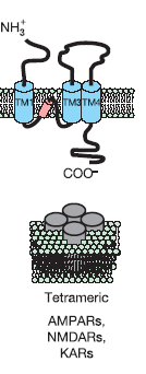 Glutamate receptor domain structure