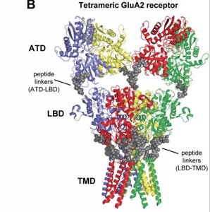 Tetrameric GluA2 receptor structure