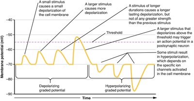 Graded potentials: EPSPs and IPSPs