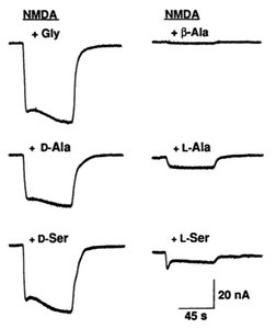 NMDA receptor structure and Mg2+ block