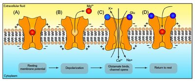 NMDA receptor activation and Mg2+ block removal