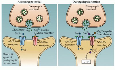 NMDA signaling leads to AMPA receptor insertion