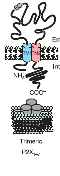 Purinergic signaling areas