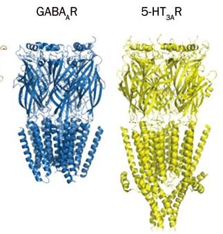 GABAAR and 5-HT3A receptor structures