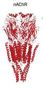 nAChR structure