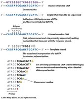 Steps in Sanger sequencing