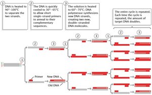 PCR cycle: denaturation, annealing, extension, and amplification