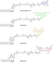 Site-directed mutagenesis using M13 vector