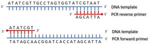 EcoRI cleavage of DNA and formation of sticky ends