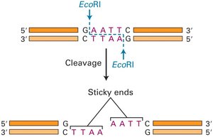 Agarose gel electrophoresis of DNA fragments