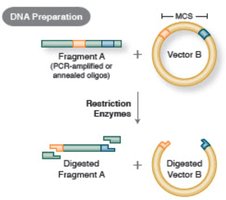 Assembled recombinant DNA molecule