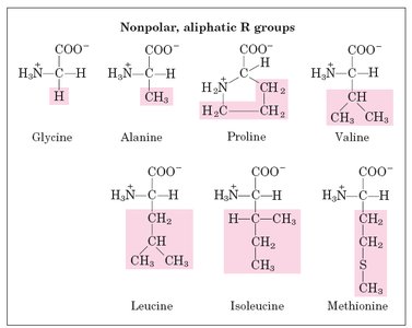 Nonpolar, aliphatic R groups