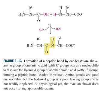 Peptide bond formation