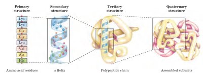 Levels of protein structure