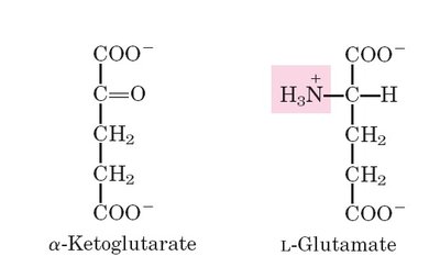 α-Ketoglutarate and L-glutamate structures