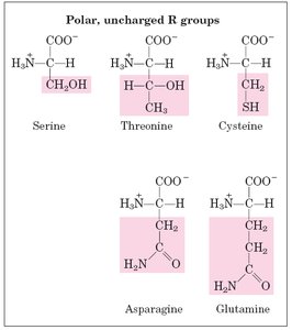 Polar, uncharged R groups