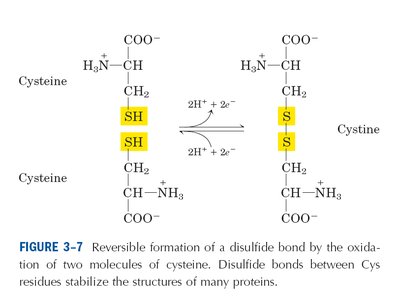 Disulfide bond formation between cysteine residues