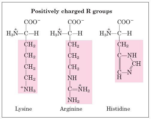Positively charged R groups