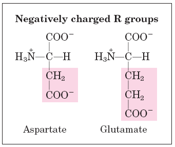 Negatively charged R groups