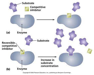 Competitive inhibition: substrate and inhibitor binding