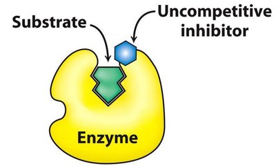 Uncompetitive inhibition: inhibitor binding to ES complex