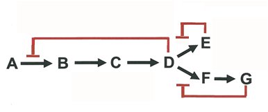 Complex inhibition patterns in metabolic pathways