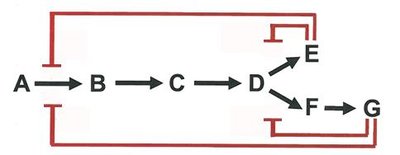 Complex inhibition patterns in metabolic pathways