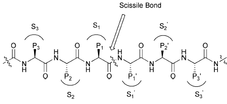 Scissile bond in polypeptide substrate