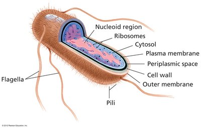 Structure of a typical prokaryotic cell