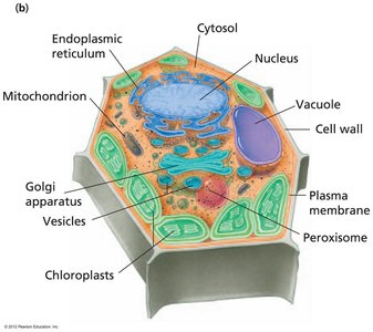 Structure of a typical plant cell