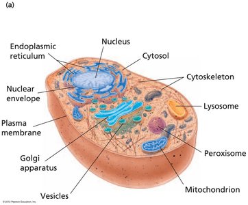 Structure of a typical animal cell
