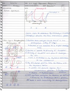 Action spectrum graph