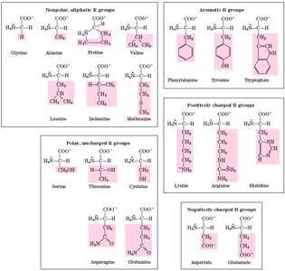 Nonpolar, hydrophobic amino acids