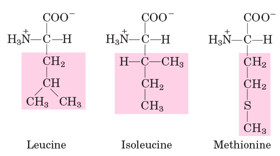 Structures of Leucine, Isoleucine, Methionine