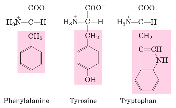 Aromatic amino acids: Phenylalanine, Tyrosine, Tryptophan