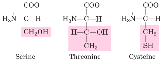 Polar, uncharged amino acids: Serine, Threonine, Cysteine
