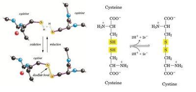 Disulfide bond formation between cysteine residues