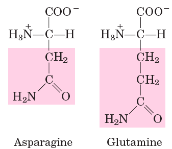 Polar, uncharged amino acids: Asparagine, Glutamine