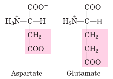 Negatively charged amino acids: Aspartate, Glutamate