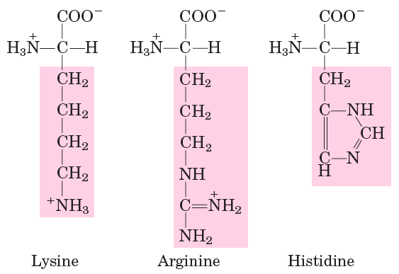 Positively charged amino acids: Lysine, Arginine, Histidine