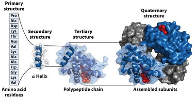 Formation of the peptide bond