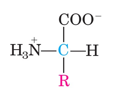 General structure of an amino acid