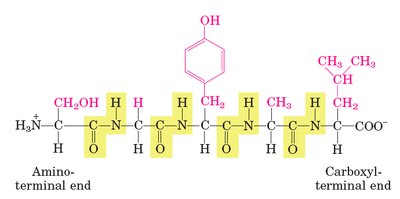 Insulin sequence comparison among species
