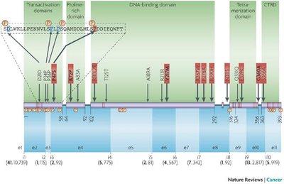 p53 protein polymorphisms and functional domains