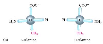 L- and D-alanine stereoisomers