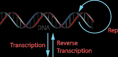 Central dogma: DNA replication, transcription, reverse transcription